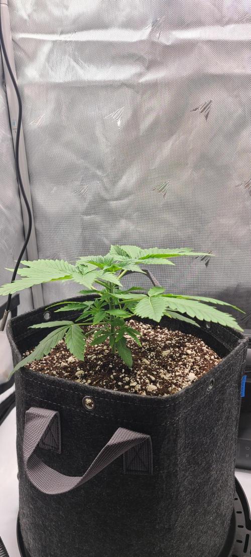 Montel's Dream Widow. Week 5 - day 31
