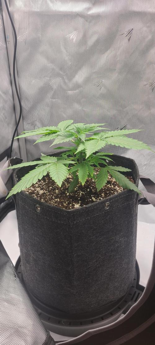 Montel's Dream Widow. Week 5 - day 32