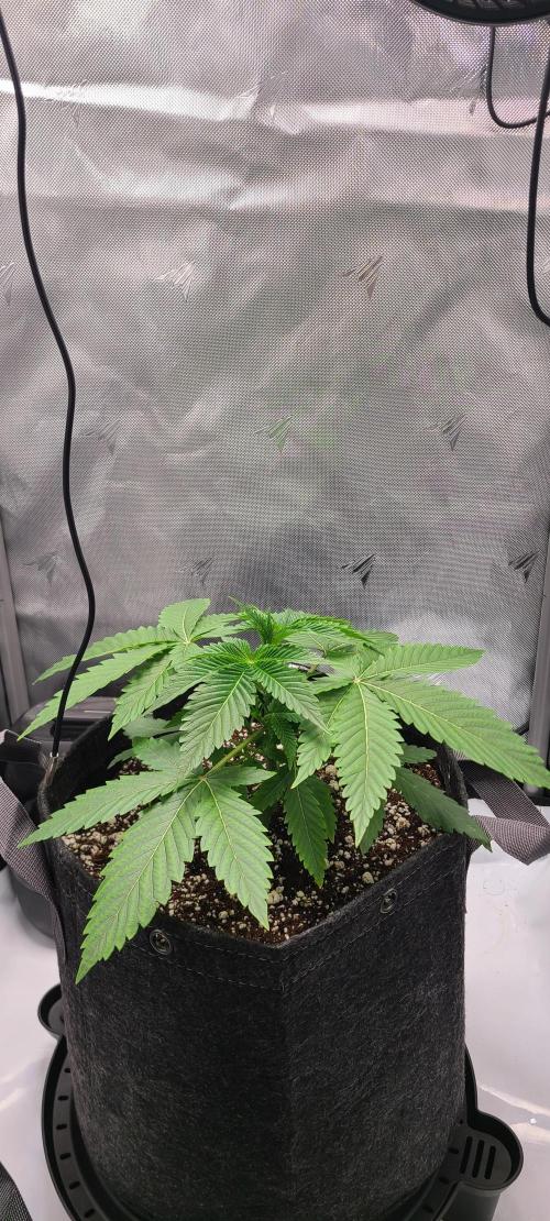 Montel's Dream Widow. Week 5 - day 33