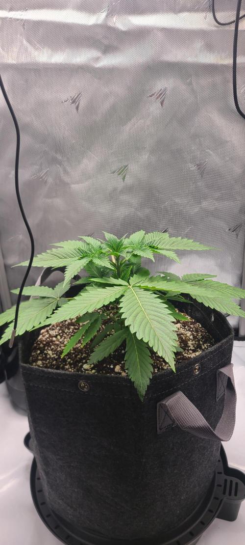 Montel's Dream Widow. Week 5 - day 34