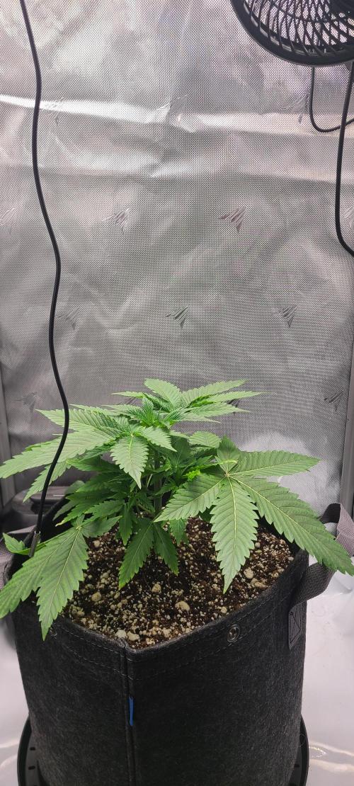 Montel's Dream Widow. Week 5 - day 35
