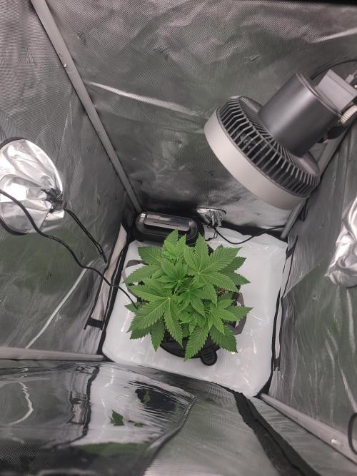 Montel's Dream Widow. Week 5 - very bushy