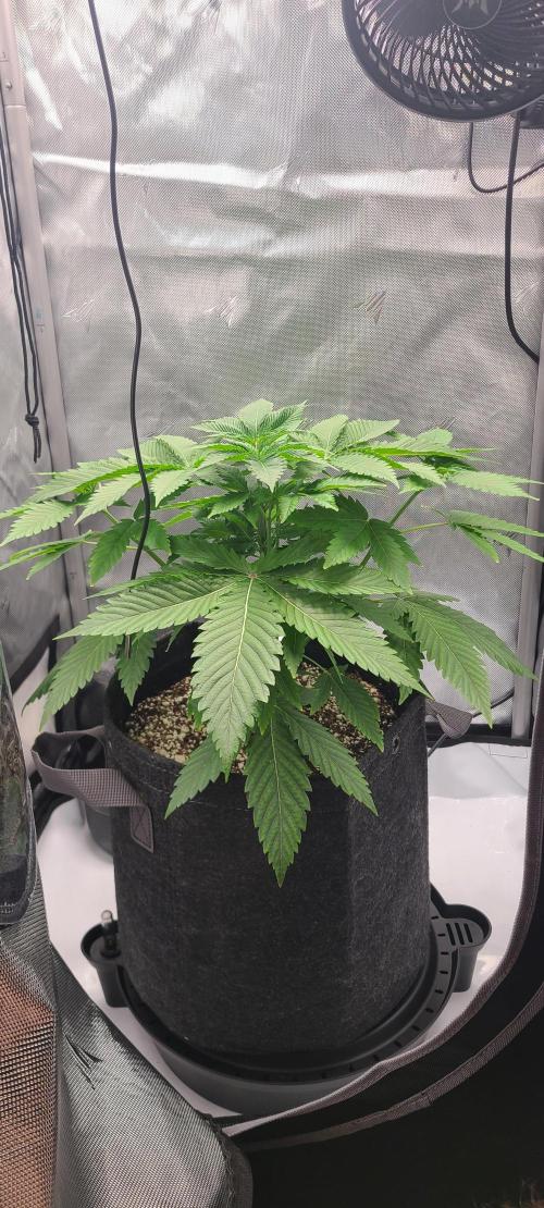 Montel's Dream Widow. Week 6 - end of week 6!