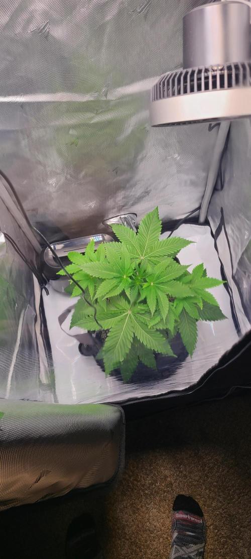 Montel's Dream Widow. Week 6 - these big leaves I'm a huge FAN 😉
