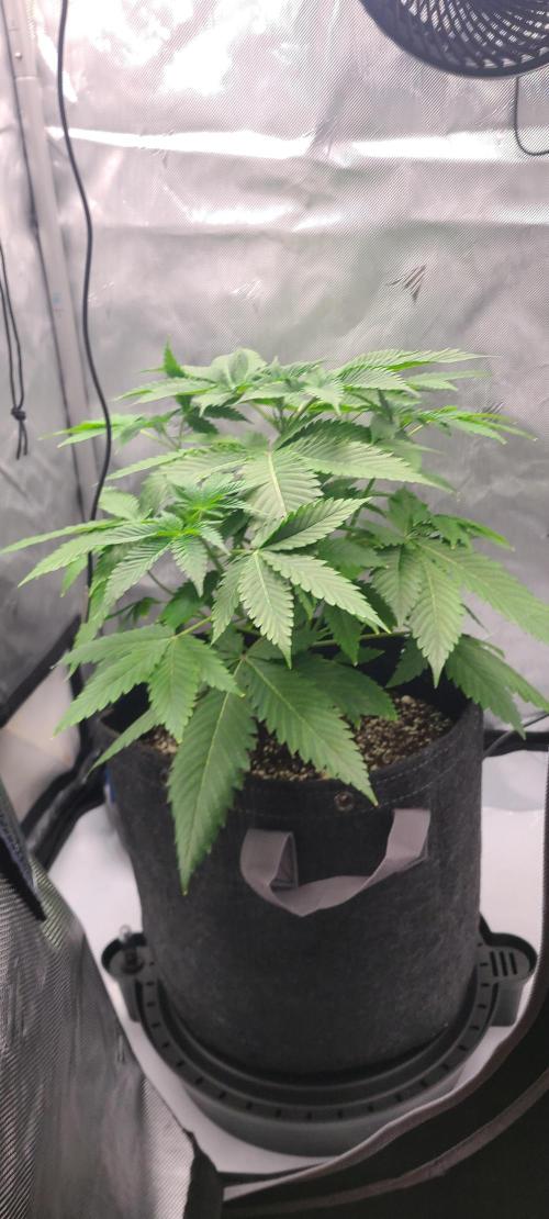 Montel's Dream Widow. Week 7