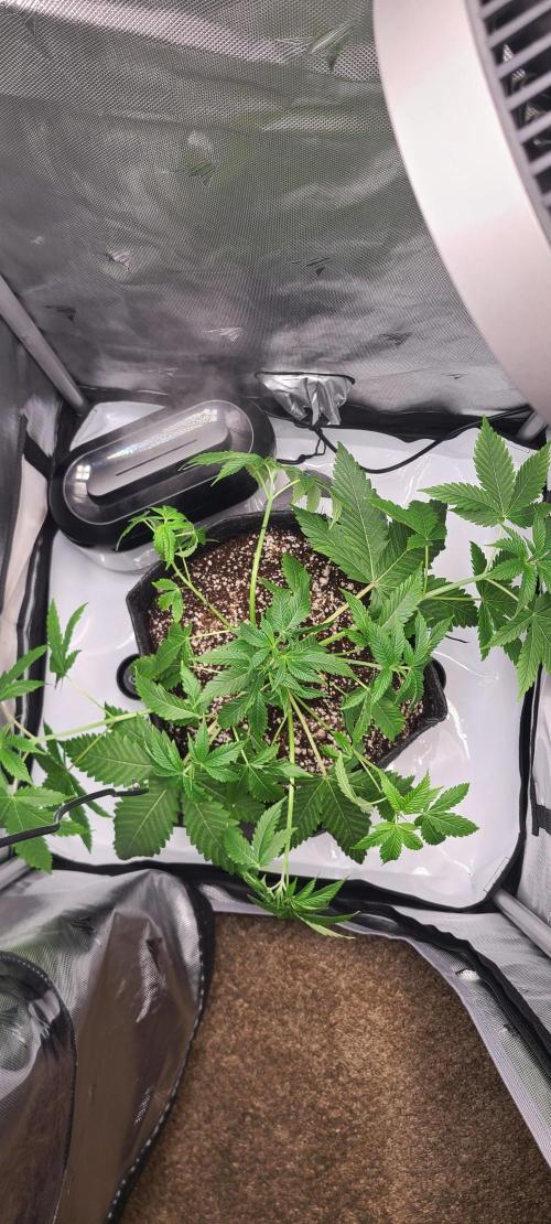 Montel's Dream Widow. Week 7