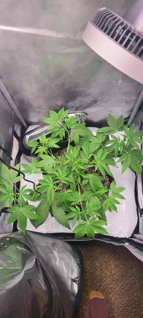 Montel's Dream Widow. Week 7