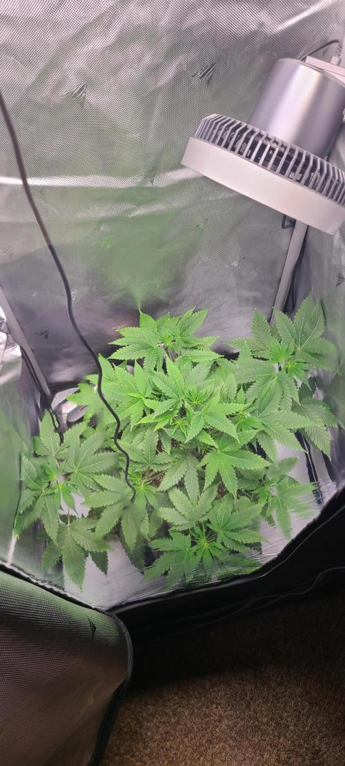 Montel's Dream Widow. Week 8