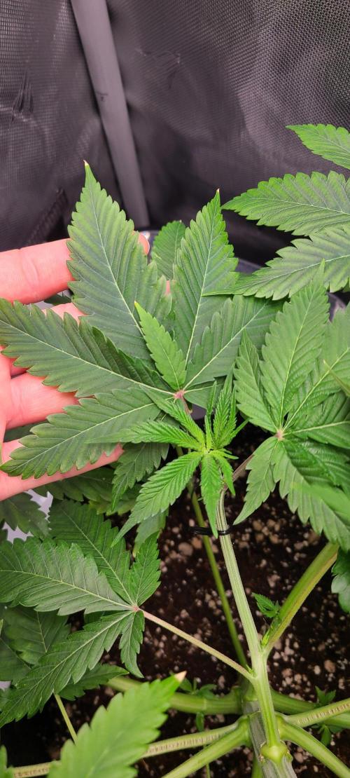 Montel's Dream Widow. Week 8