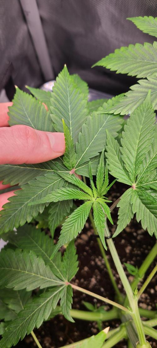 Montel's Dream Widow. Week 8 - I got this fun deformation I think it's related to the topping stress