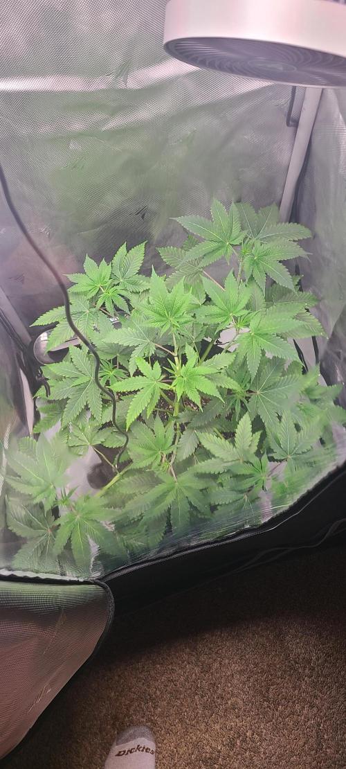 Montel's Dream Widow. Week 8
