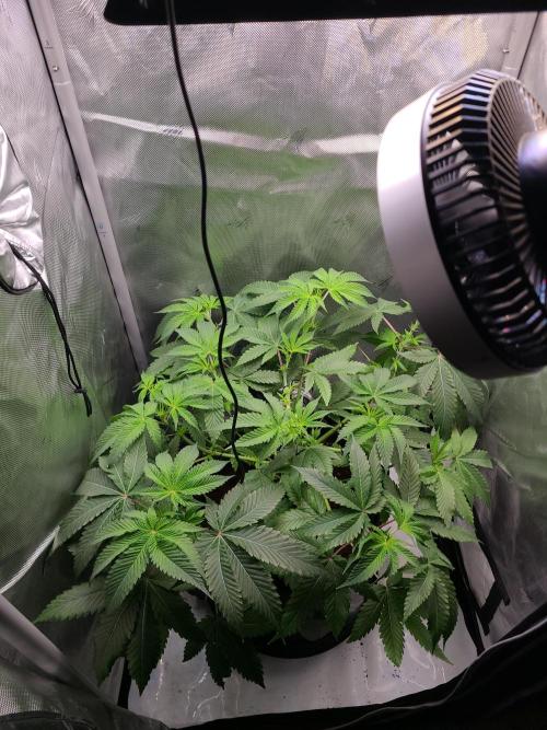 Montel's Dream Widow. Week 9
