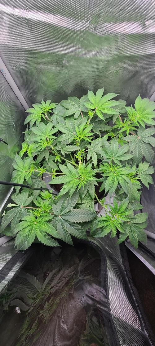 Montel's Dream Widow. Week 9