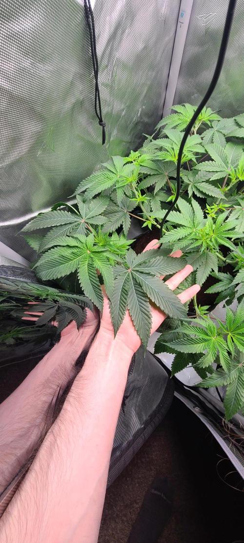Montel's Dream Widow. Week 9