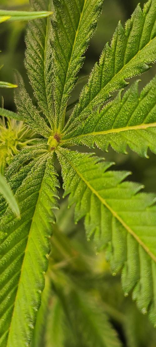 Montel's Dream Widow. Week 11 - growing a little bud out of the palm of this leaf, how cool! 