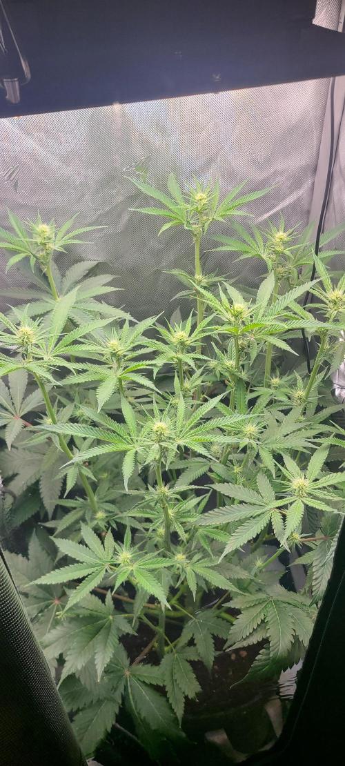 Montel's Dream Widow. Week 11 - starting to pack tricomes on the leaves now. little to no odor still, hoping to get some more funk.