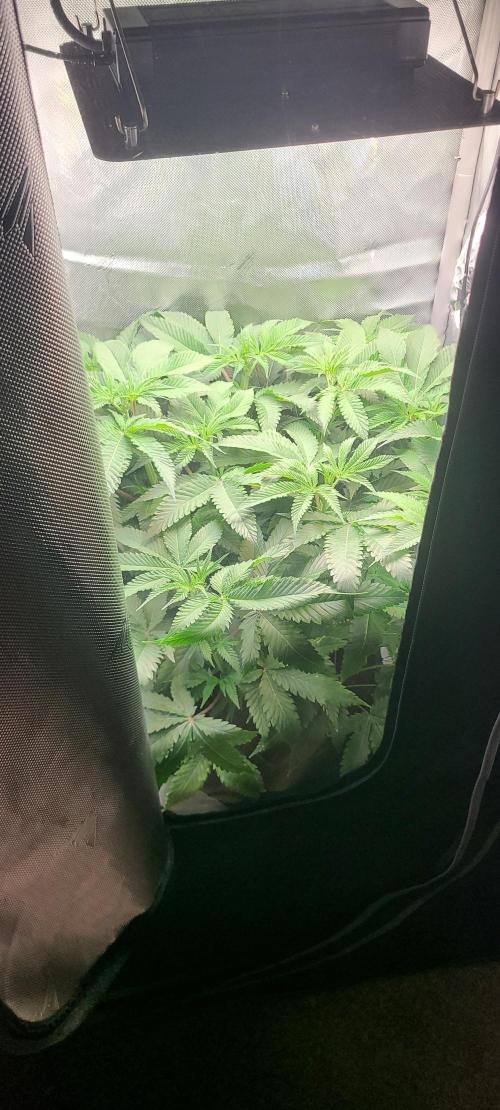 Montel's Dream Widow. Week 10