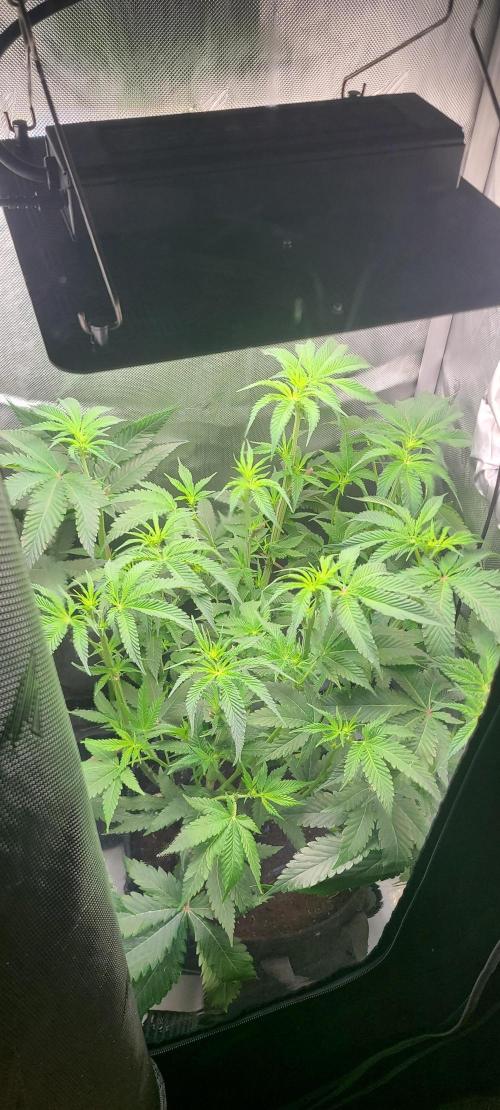 Montel's Dream Widow. Week 10