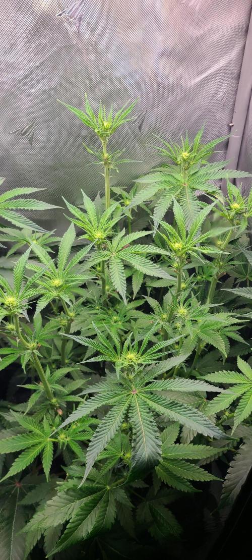 Montel's Dream Widow. Week 10