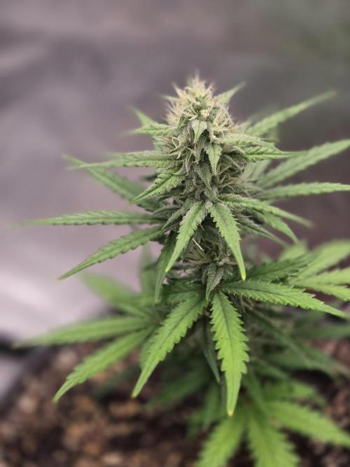 DB-RVDW, DB-SS Auto, BD Cut. Week 3 - Dirty Bird Genetics Sour Strudel autoflower.