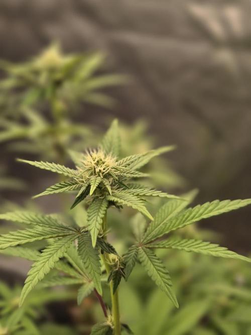 DB-RVDW, DB-SS Auto, BD Cut. Week 3 - Dirty Bird Genetics Destination Wedding re-veg.