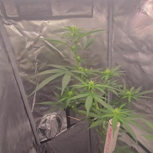 DB-RVDW, DB-SS Auto, BD Cut