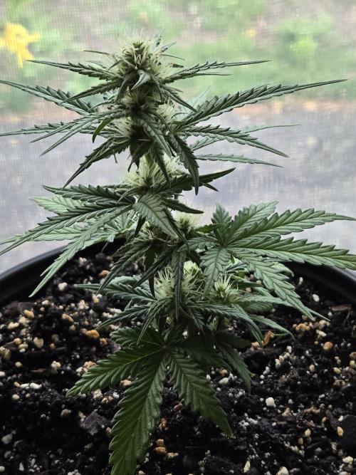 DB-RVDW, DB-SS Auto, BD Cut. Week 3