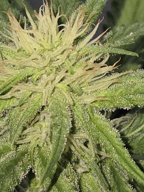 DB-RVDW, DB-SS Auto, BD Cut. Week 3