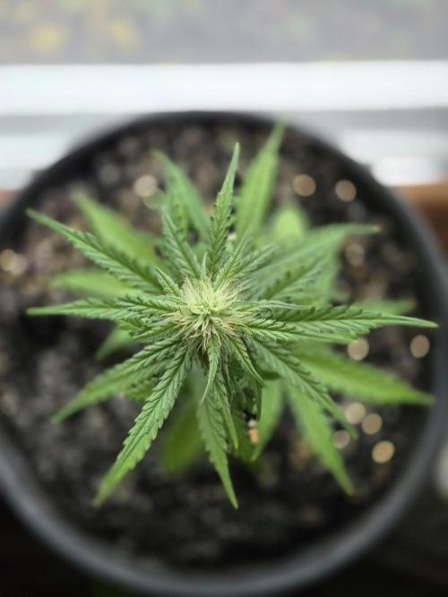 DB-RVDW, DB-SS Auto, BD Cut. Week 3