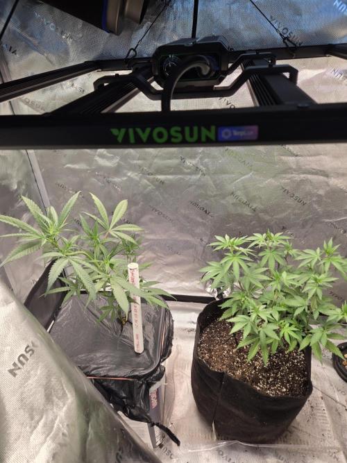 DB-RVDW, DB-SS Auto, BD Cut. Week 3