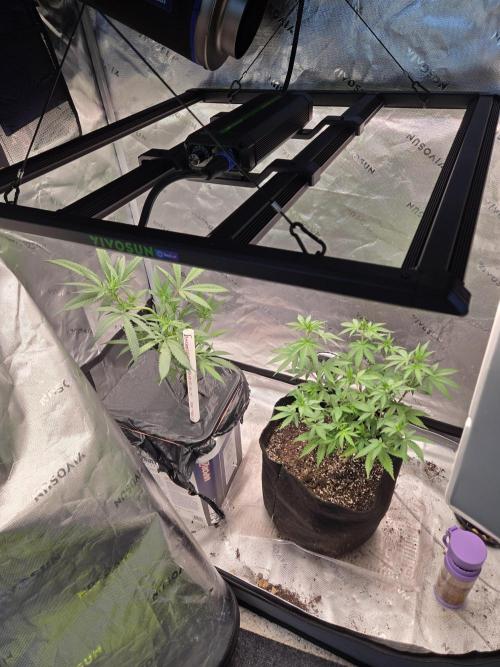 DB-RVDW, DB-SS Auto, BD Cut. Week 3