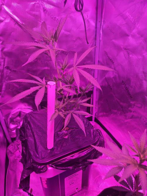 DB-RVDW, DB-SS Auto, BD Cut. Week 3