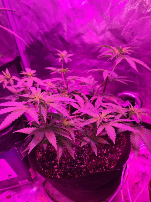 DB-RVDW, DB-SS Auto, BD Cut. Week 3
