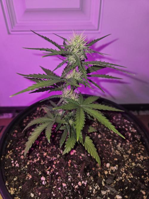 DB-RVDW, DB-SS Auto, BD Cut. Week 3