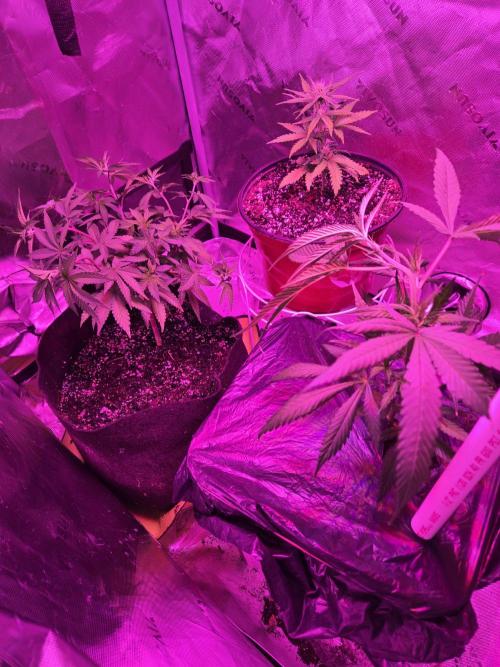 DB-RVDW, DB-SS Auto, BD Cut. Week 3