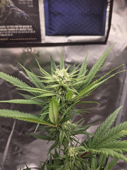 DB-RVDW, DB-SS Auto, BD Cut. Week 4