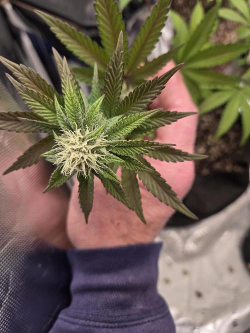 DB-RVDW, DB-SS Auto, BD Cut. Week 4