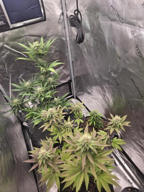 DB-RVDW, DB-SS Auto, BD Cut. Week 5