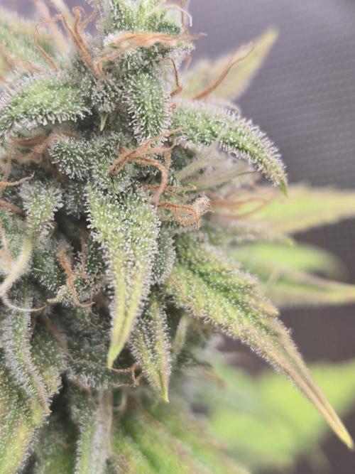 DB-RVDW, DB-SS Auto, BD Cut. Week 5