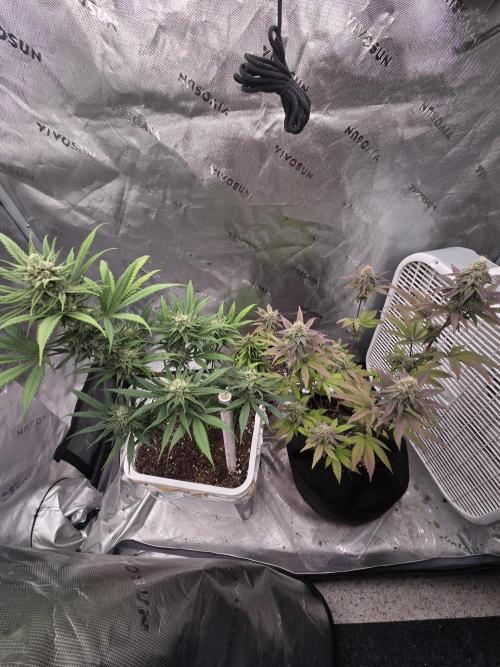 DB-RVDW, DB-SS Auto, BD Cut. Week 5