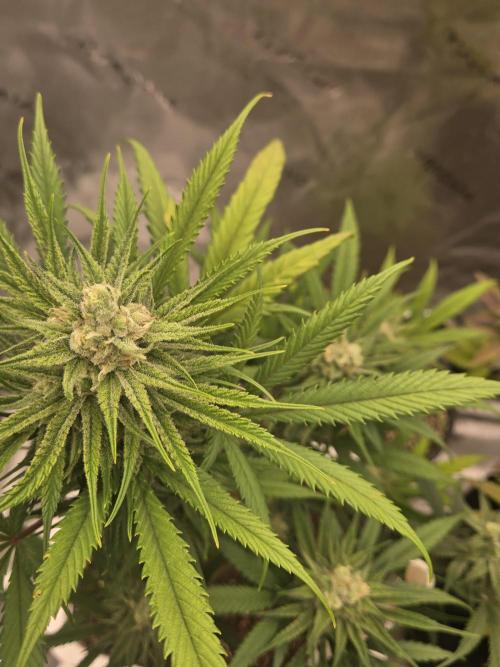 DB-RVDW, DB-SS Auto, BD Cut. Week 5