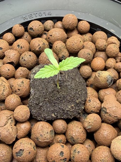 Gary Payton & Jealousy. Week 1 - As you can see, Gary lost one of his cotyledons while sprouting.