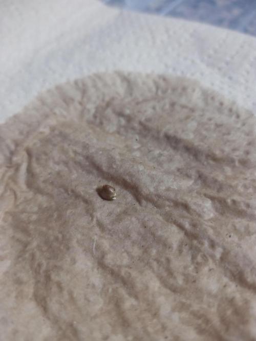 Euphoria. Week 0 - 2026/05/04 - step 2: hydrated seed to germinate in unbleached paper towel