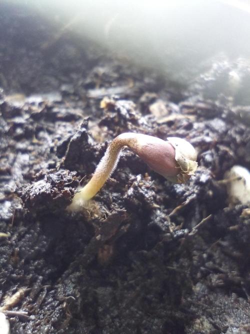 Euphoria. Week 0 - 2026/05/09 - strong foot, still with seed helmet. 