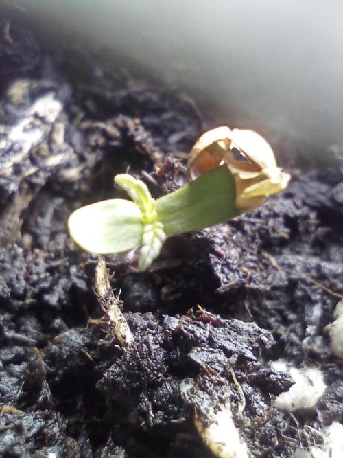 Auto Bruce Lemon Diesel. Week 0 - 2026/05/09 - All grown up and about to drop the seed shell. 