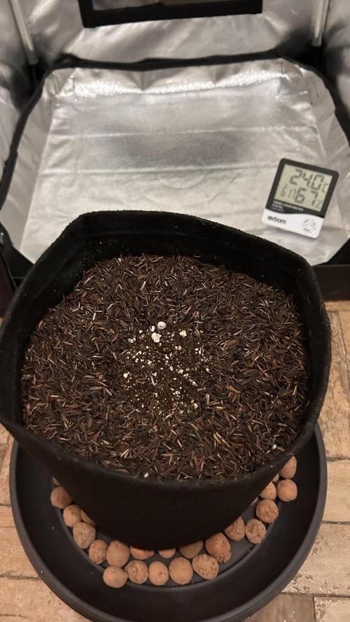 Auto Northern Lights. Week 0