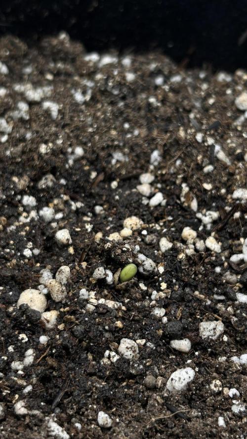 AUTO NORTHERN LIGHTS. Week 0 - 13/06 - Plantula apareceu!
