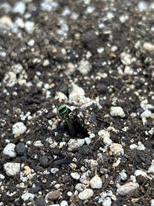 AUTO NORTHERN LIGHTS. Week 0 - 14/06