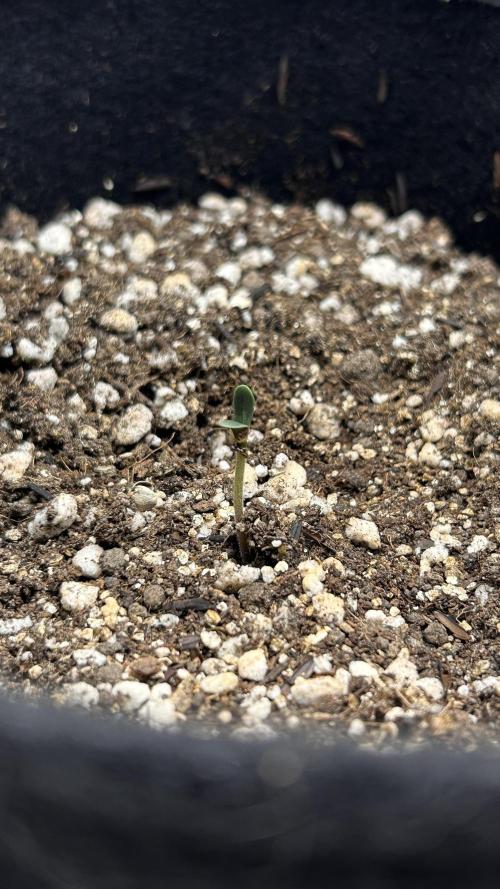 Auto Northern Lights. Week 0