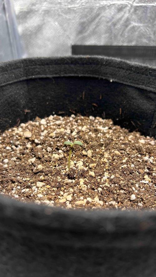 Auto Northern Lights. Week 1